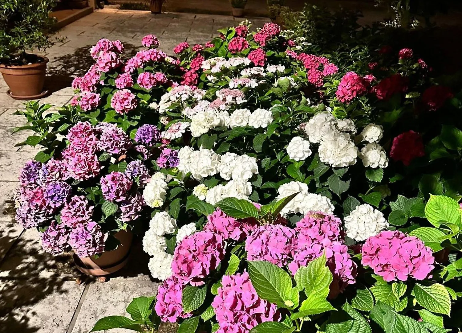 לינה וארוחת בוקר Castagnole B&B Le Ortensie